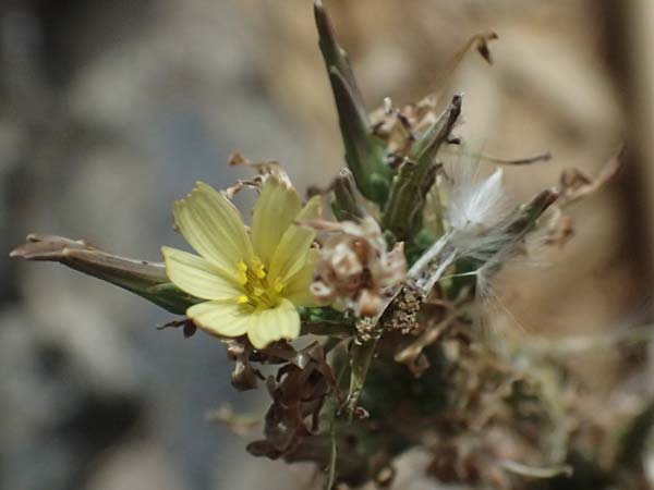 Lactuca saligna \ Weiden-Lattich / Willowleaf Lettuce, Least Lettuce, I Liguria, Cinque Terre 28.9.2023