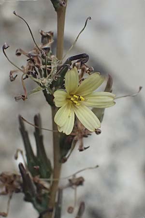 Lactuca saligna \ Weiden-Lattich / Willowleaf Lettuce, Least Lettuce, I Liguria, Cinque Terre 28.9.2023