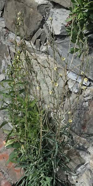 Lactuca saligna \ Weiden-Lattich / Willowleaf Lettuce, Least Lettuce, I Liguria, Cinque Terre 28.9.2023