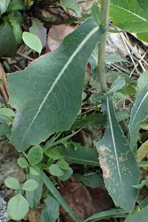 Lactuca saligna \ Weiden-Lattich / Willowleaf Lettuce, Least Lettuce, I Liguria, Moneglia 30.9.2023