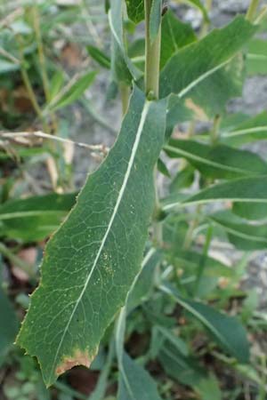 Lactuca saligna \ Weiden-Lattich / Willowleaf Lettuce, Least Lettuce, I Liguria, Moneglia 30.9.2023