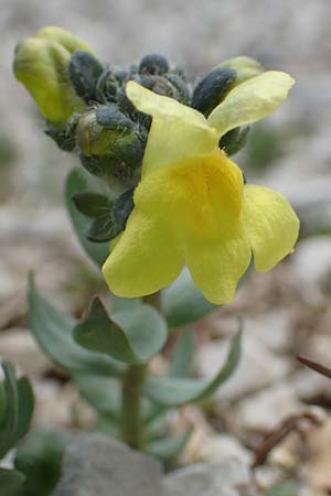 Linaria tonzigii \ Bergamasker Leinkraut / Tonzig's Toadflax, I Alpi Bergamasche, Pizzo Arera 9.6.2017