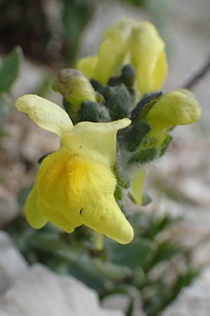 Linaria tonzigii \ Bergamasker Leinkraut / Tonzig's Toadflax, I Alpi Bergamasche, Pizzo Arera 9.6.2017