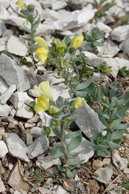Linaria tonzigii \ Bergamasker Leinkraut / Tonzig's Toadflax, I Alpi Bergamasche, Pizzo Arera 9.6.2017