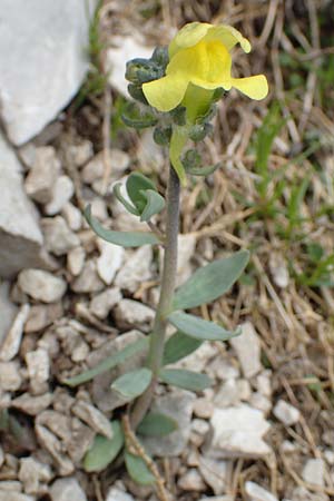Linaria tonzigii \ Bergamasker Leinkraut / Tonzig's Toadflax, I Alpi Bergamasche, Pizzo Arera 9.6.2017