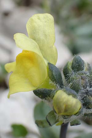 Linaria tonzigii \ Bergamasker Leinkraut / Tonzig's Toadflax, I Alpi Bergamasche, Pizzo Arera 9.6.2017