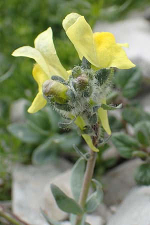Linaria tonzigii \ Bergamasker Leinkraut / Tonzig's Toadflax, I Alpi Bergamasche, Pizzo Arera 9.6.2017