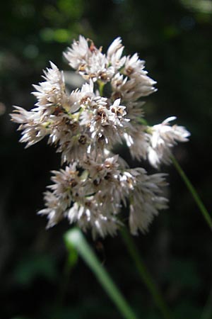 Luzula nivea \ Schneeweie Hainsimse / Swow-white Wood-Rush, I Vicenza 17.7.2010
