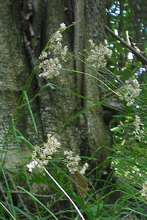 Luzula nivea \ Schneeweie Hainsimse / Swow-white Wood-Rush, I Vicenza 17.7.2010