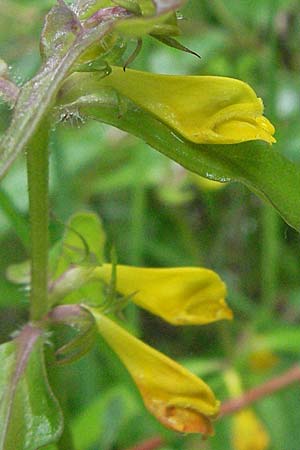Melampyrum italicum \ Italienischer Wachtelweizen / Italian Cow-Wheat, I Gole del Salinello bei/near Ripe 6.6.2007