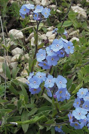 Myosotis alpestris \ Alpen-Vergissmeinnicht / Alpine Forget-me-not, I Campo Imperatore 5.6.2007