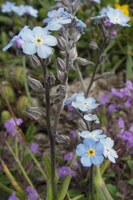 Myosotis graui \ Grau's Vergissmeinnicht / Grau's Forget-me-not, I Norcia 7.6.2007