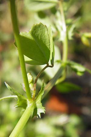 Medicago arabica \ Arabischer Schneckenklee / Spotted Medick, I Liguria, Zuccarello 19.5.2013