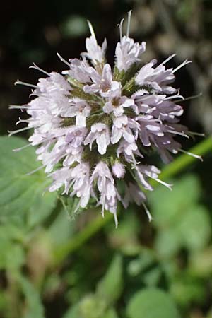 Mentha aquatica \ Wasser-Minze / Water Mint, I Liguria, Moneglia 26.9.2023
