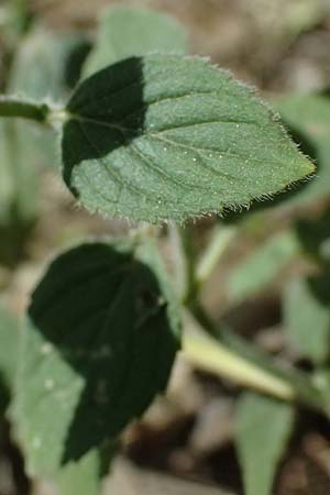 Mentha aquatica \ Wasser-Minze / Water Mint, I Liguria, Moneglia 26.9.2023