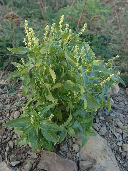 Mercurialis annua \ Einjhriges Bingelkraut / Annual Mercury, I Liguria, Passo delle Cappelletta 1.10.2023