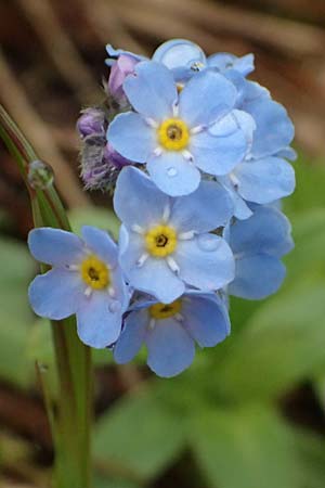 Myosotis alpestris \ Alpen-Vergissmeinnicht / Alpine Forget-me-not, I Passo di Gavia 6.7.2026