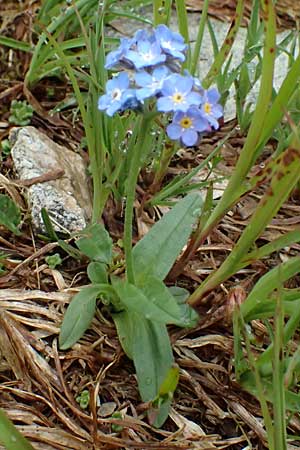 Myosotis alpestris \ Alpen-Vergissmeinnicht / Alpine Forget-me-not, I Passo di Gavia 6.7.2026
