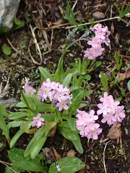 Myosotis alpestris \ Alpen-Vergissmeinnicht / Alpine Forget-me-not, I Passo di Gavia 6.7.2026