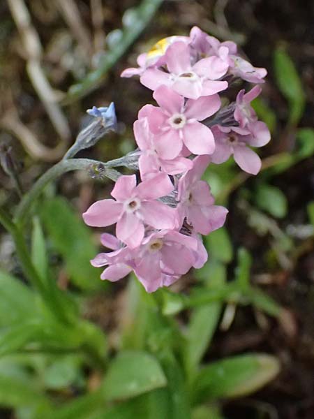 Myosotis alpestris \ Alpen-Vergissmeinnicht / Alpine Forget-me-not, I Passo di Gavia 6.7.2026