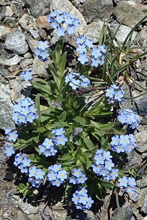 Myosotis alpestris \ Alpen-Vergissmeinnicht / Alpine Forget-me-not, I Stilfser Joch / Passo dello Stelvio 7.7.2026