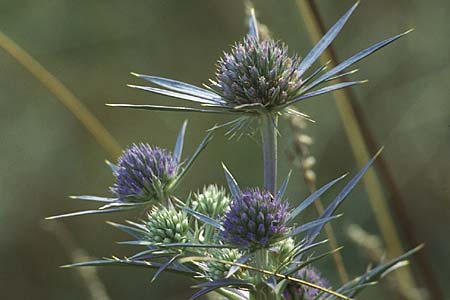 Eryngium amethystinum \ Stahlblaue Mannstreu / Italian Eryngo, I Gardasee, Albisano / Lago del Benaco, Albisano 6.9.1994