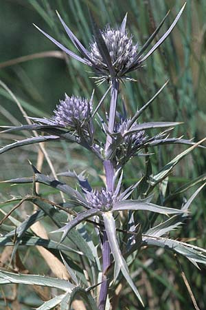 Eryngium amethystinum \ Stahlblaue Mannstreu / Italian Eryngo, I Passignano 17.9.1996