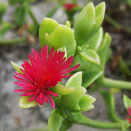 Mesembryanthemum cordifolium \ Herzbl&auml;ttrige Aptenie, Ausdauerndes Eiskraut / Heartleaf Iceplant, I Passignano 1.6.2007