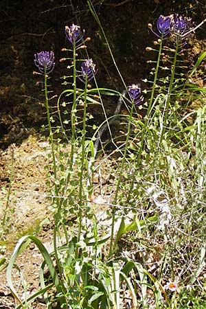 Muscari comosum \ Schopfige Traubenhyazinthe / Tassel Hyacinth, I Liguria, Zuccarello 19.5.2013