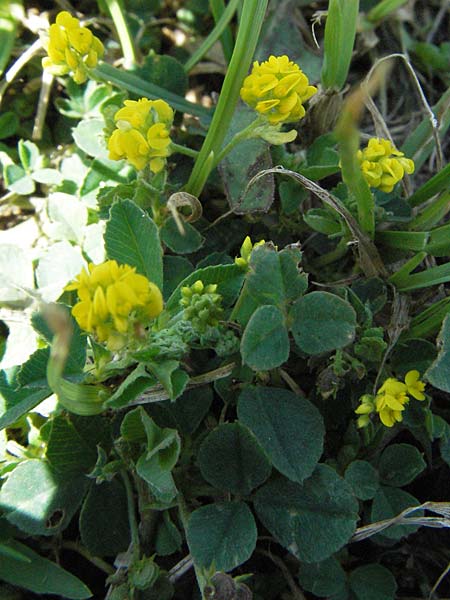 Medicago italica ? \ Italienischer Schneckenklee, I Ancona 31.5.2007