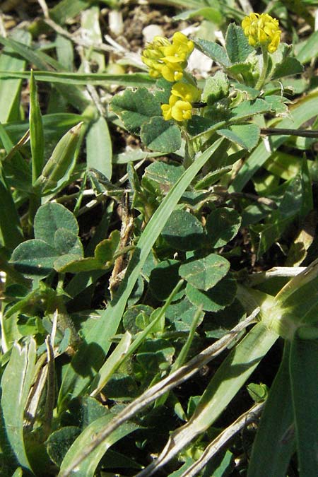 Medicago italica ? \ Italienischer Schneckenklee, I Ancona 31.5.2007