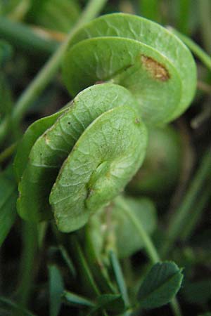 Medicago orbicularis \ Schneckenklee / Button Clover, I Perugia 3.6.2007