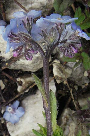Myosotis alpestris \ Alpen-Vergissmeinnicht / Alpine Forget-me-not, I Campo Imperatore 5.6.2007