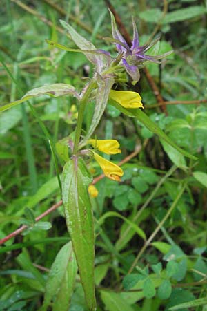Melampyrum italicum \ Italienischer Wachtelweizen / Italian Cow-Wheat, I Gole del Salinello bei/near Ripe 6.6.2007