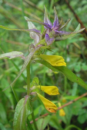 Melampyrum italicum \ Italienischer Wachtelweizen / Italian Cow-Wheat, I Gole del Salinello bei/near Ripe 6.6.2007