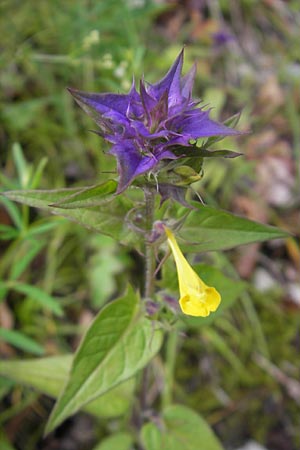 Melampyrum nemorosum \ Hain-Wachtelweizen / Blue Cow-Wheat, I Sant' Anna d'Alfaedo 31.7.2011