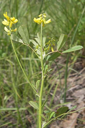 Melilotus elegans \ Eleganter Steinklee, I Liguria, Piana Crixia 21.5.2013