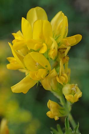 Medicago falcata \ Sichel-Klee / Sickle Medick, I Südtirol,  Welsberg 7.7.2022