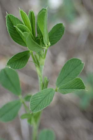 Medicago falcata \ Sichel-Klee / Sickle Medick, I Südtirol,  Welsberg 7.7.2022