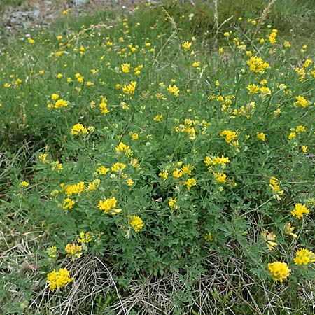 Medicago falcata \ Sichel-Klee / Sickle Medick, I Bormio 8.7.2026