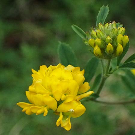 Medicago falcata \ Sichel-Klee / Sickle Medick, I Bormio 8.7.2026