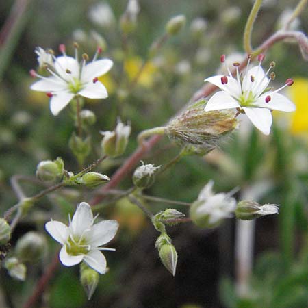 Sabulina verna s.l. \ H&uuml;gel-Fr&uuml;hlings-Miere / Hill Spring Sandwort, I Campo Imperatore 5.6.2007