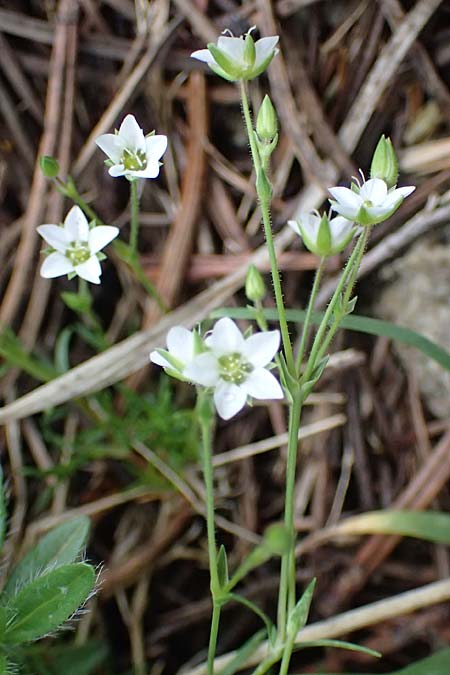 Moehringia bavarica ? \ Steirische Nabelmiere, Etschtaler Nabelmiere / Styrian Sandwort, I S&uuml;dtirol,  Pl&auml;tzwiese 5.7.2022