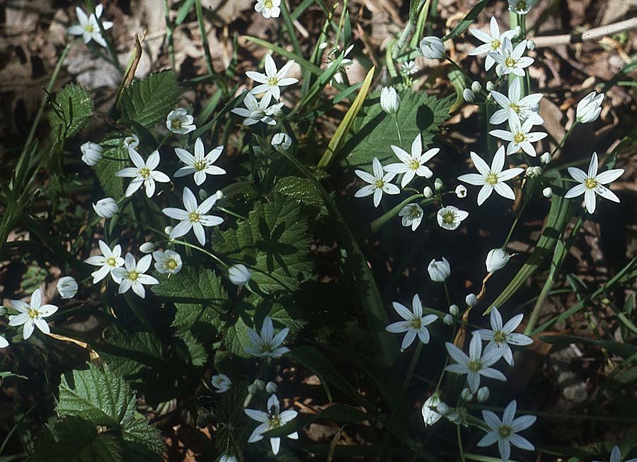 Ornithogalum gussonei \ Schmalblttriger Dolden-Milchstern / Gussone's White Star of Bethlehem, I Promontorio del Gargano, Monte Calvo 2.5.1985