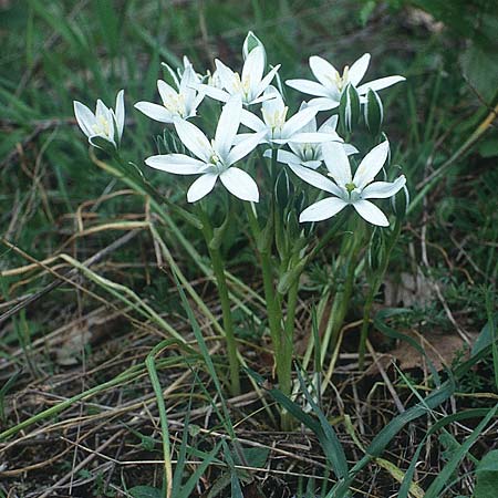 Ornithogalum gussonei \ Schmalblttriger Dolden-Milchstern / Gussone's White Star of Bethlehem, I Toscana, Mercatale 30.4.1989