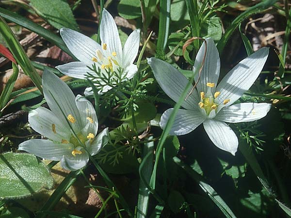 Ornithogalum exscapum \ Schaftloser Milchstern / White Star of Bethlehem, I Toscana,  Alberese 28.3.1998