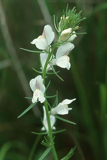 Misopates calycinum \ Blasses L�wenmaul / Pale Weasel's-Snout, I Latium/Lazio, Maranola 3.6.2004
