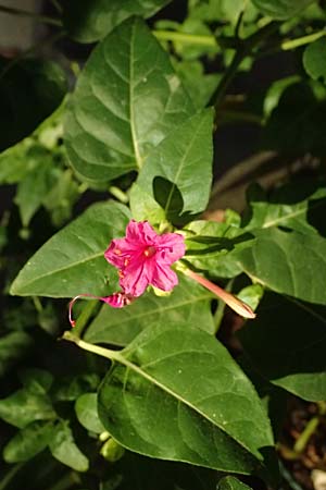 Mirabilis jalapa \ Wunderblume / Marvel of Peru, I Liguria, Moneglia 28.9.2023