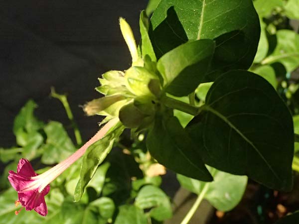 Mirabilis jalapa \ Wunderblume / Marvel of Peru, I Liguria, Moneglia 28.9.2023