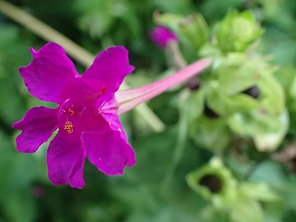 Mirabilis jalapa \ Wunderblume / Marvel of Peru, I Liguria, Moneglia 1.10.2023